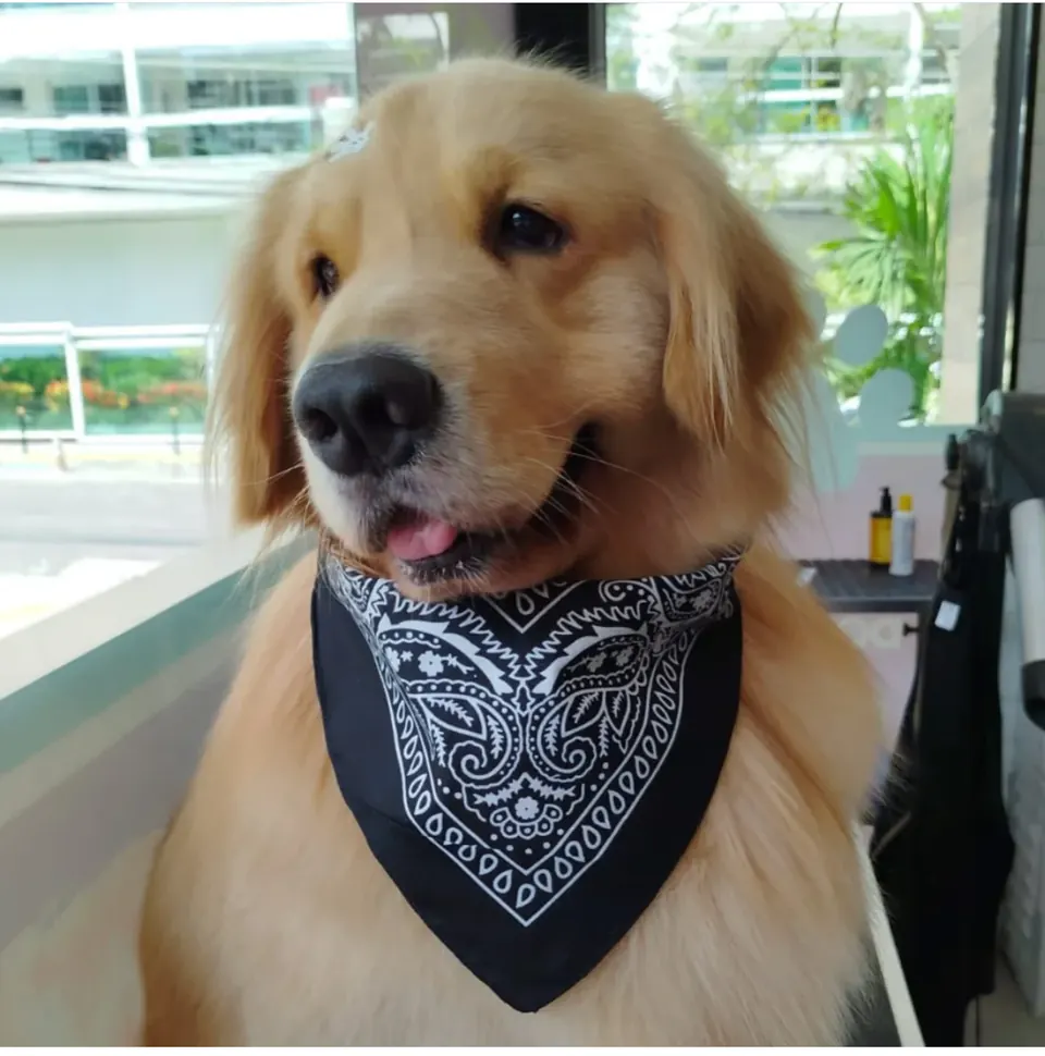 Pet do Clubinho Pet Bono